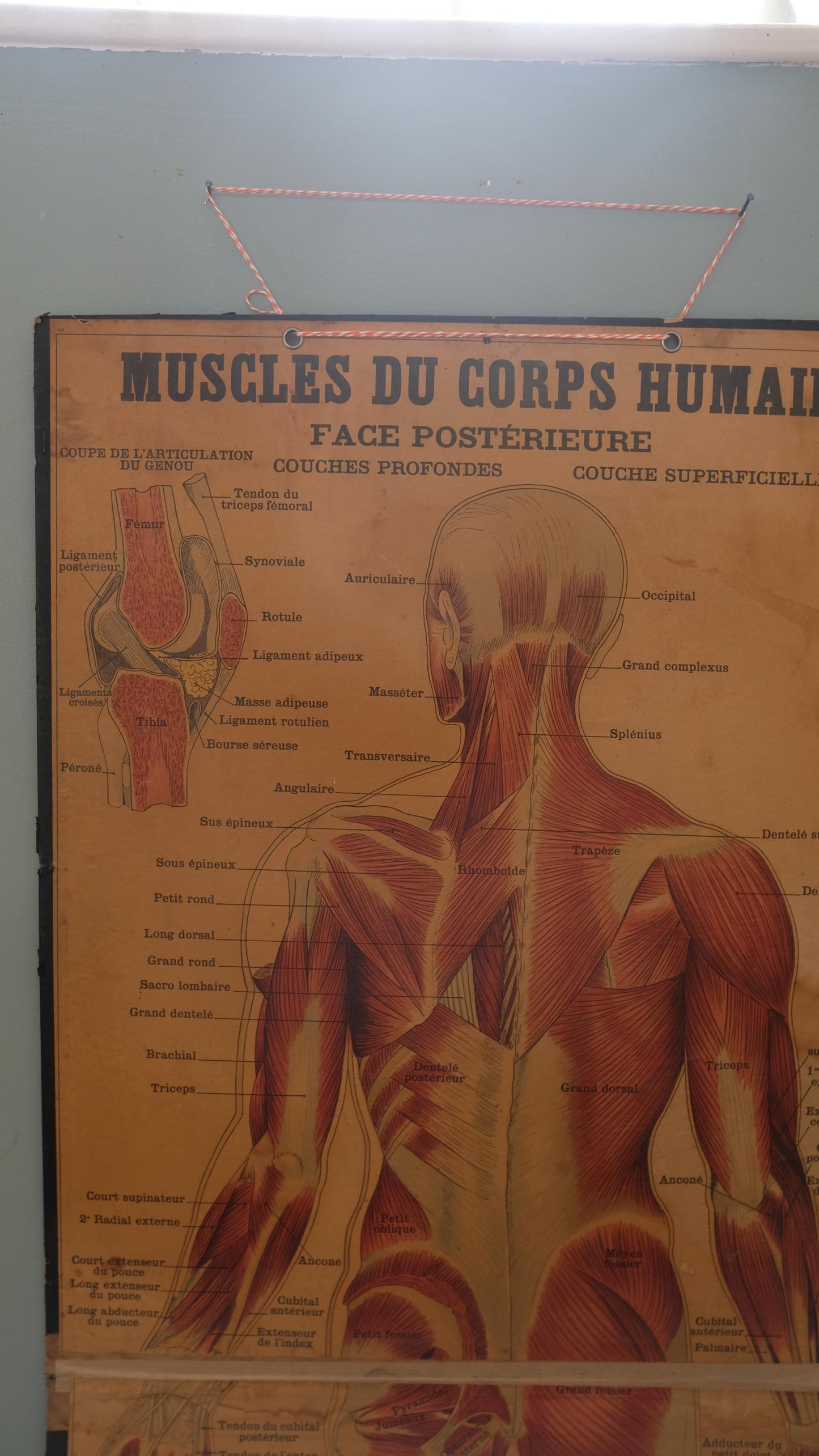 Planche anatomique Deyrolle vintage numéro 302