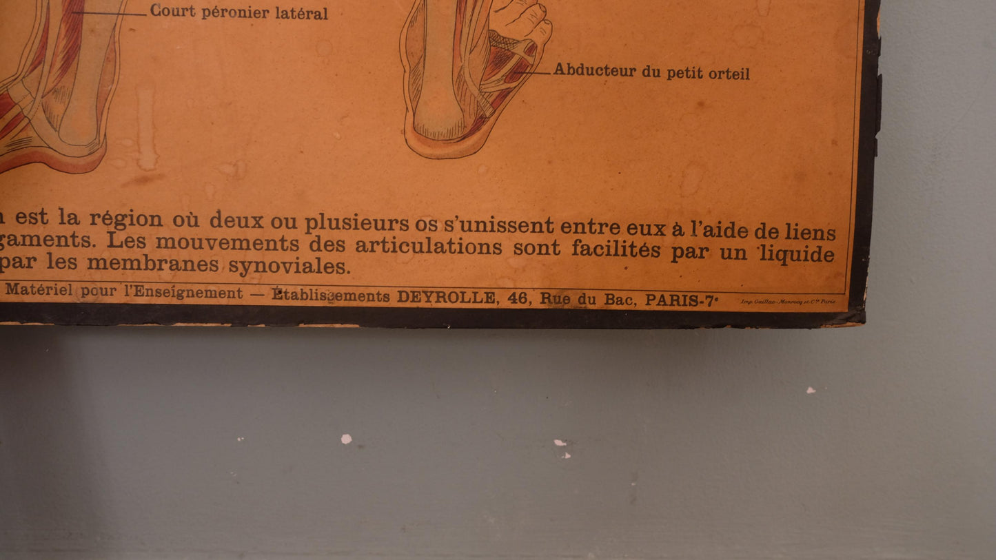 Planche anatomique Deyrolle vintage numéro 302