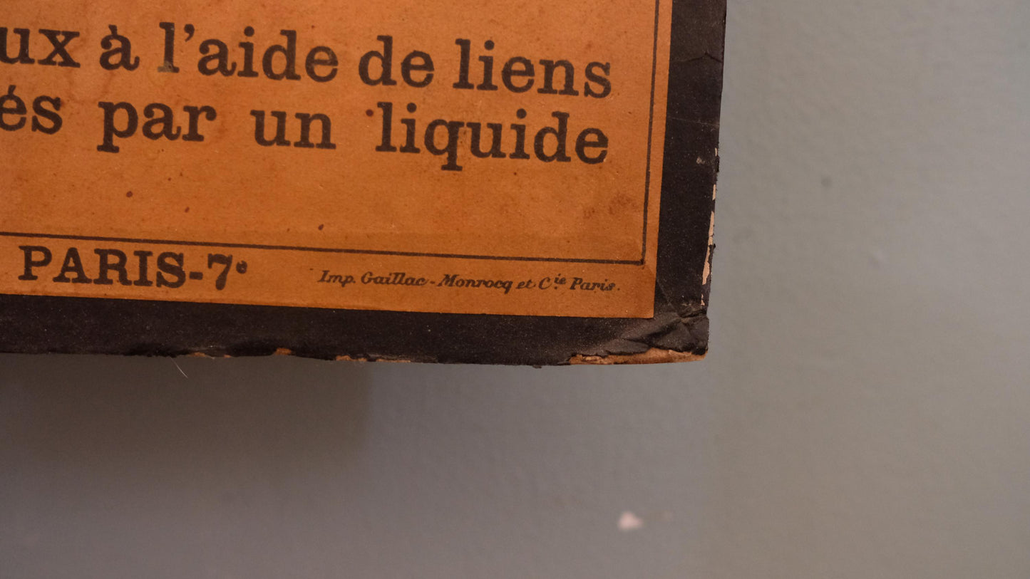 Planche anatomique Deyrolle vintage numéro 302