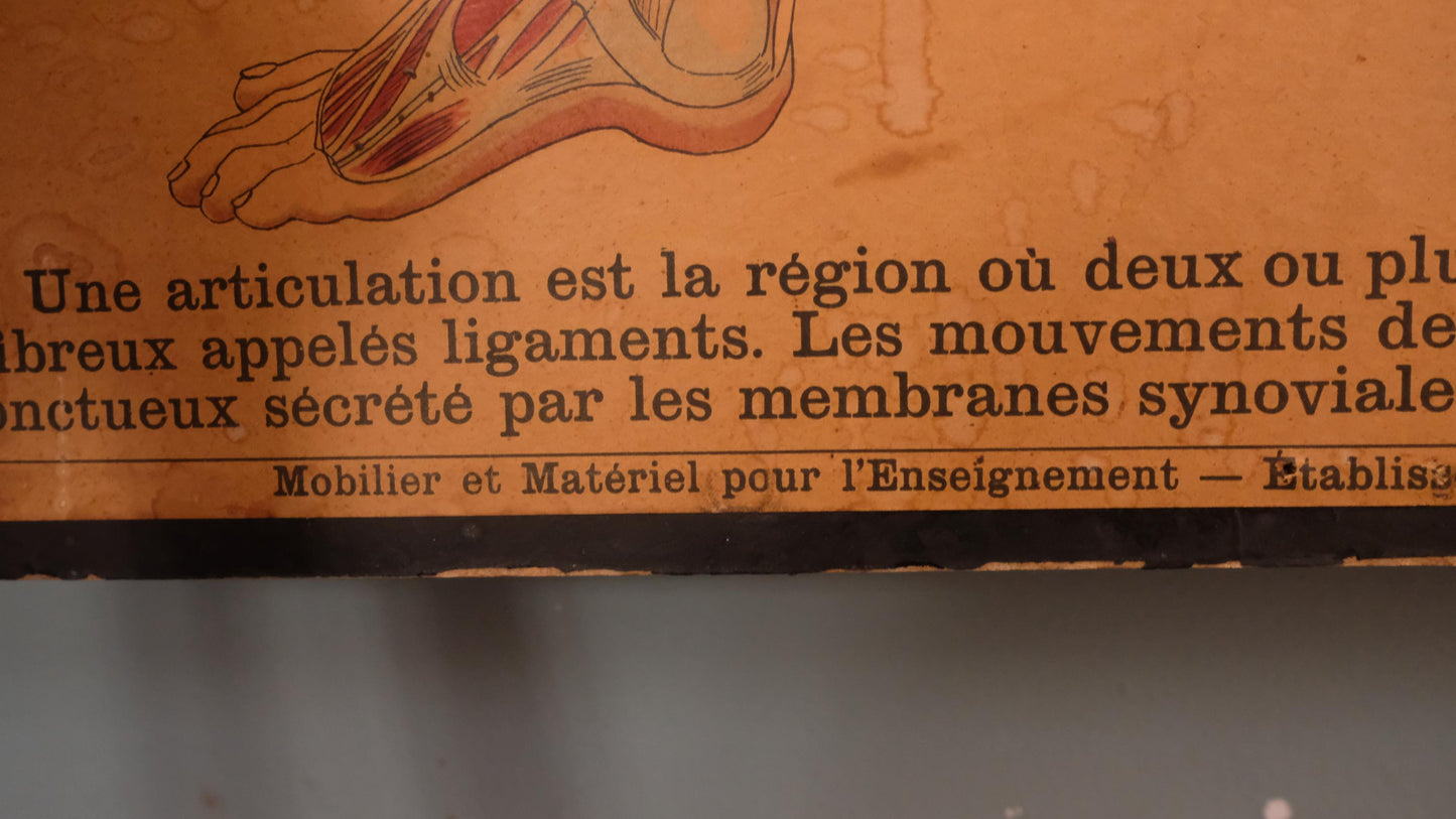 Planche anatomique Deyrolle vintage numéro 302