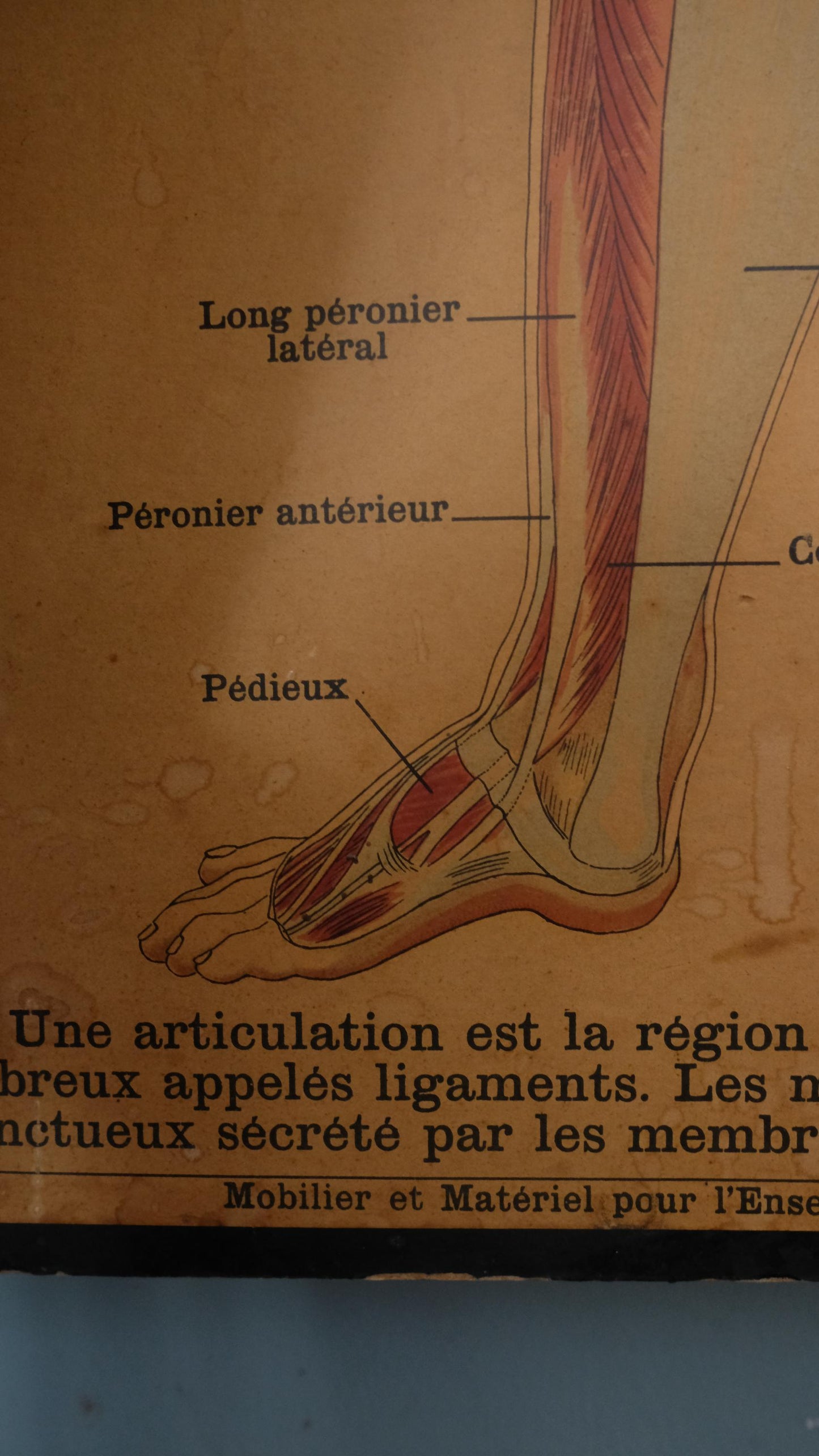 Planche anatomique Deyrolle vintage numéro 302