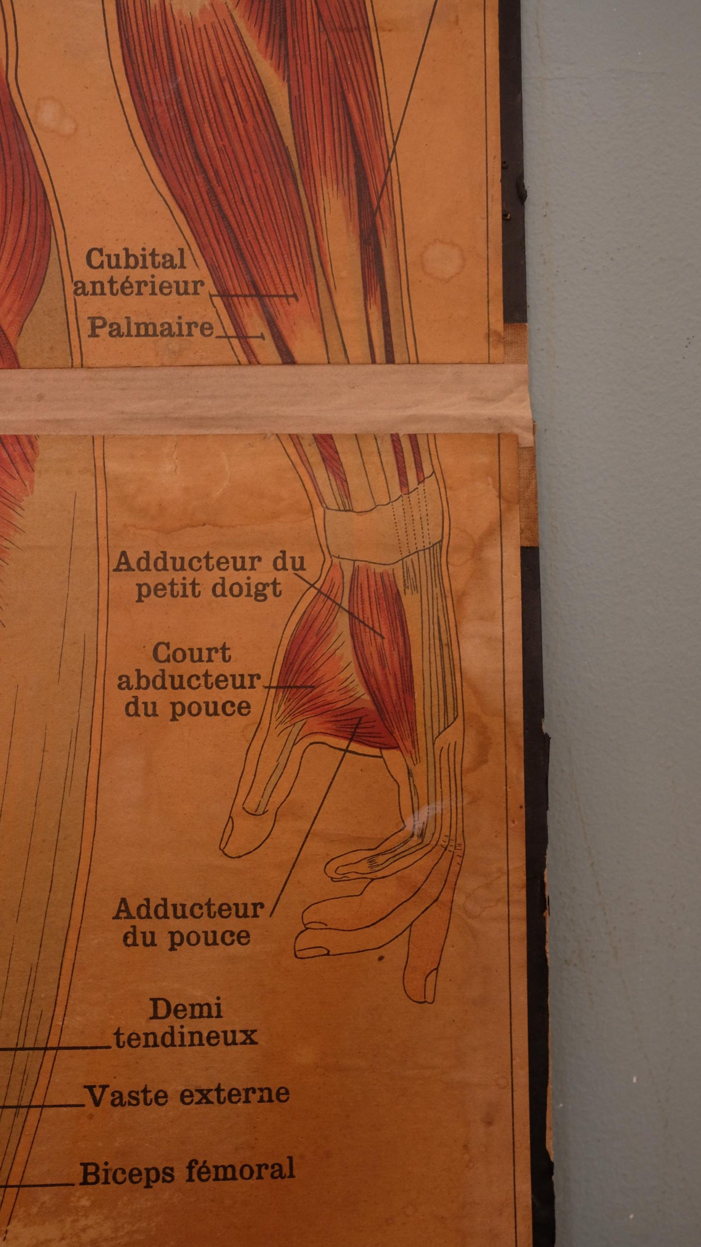 Planche anatomique Deyrolle vintage numéro 302
