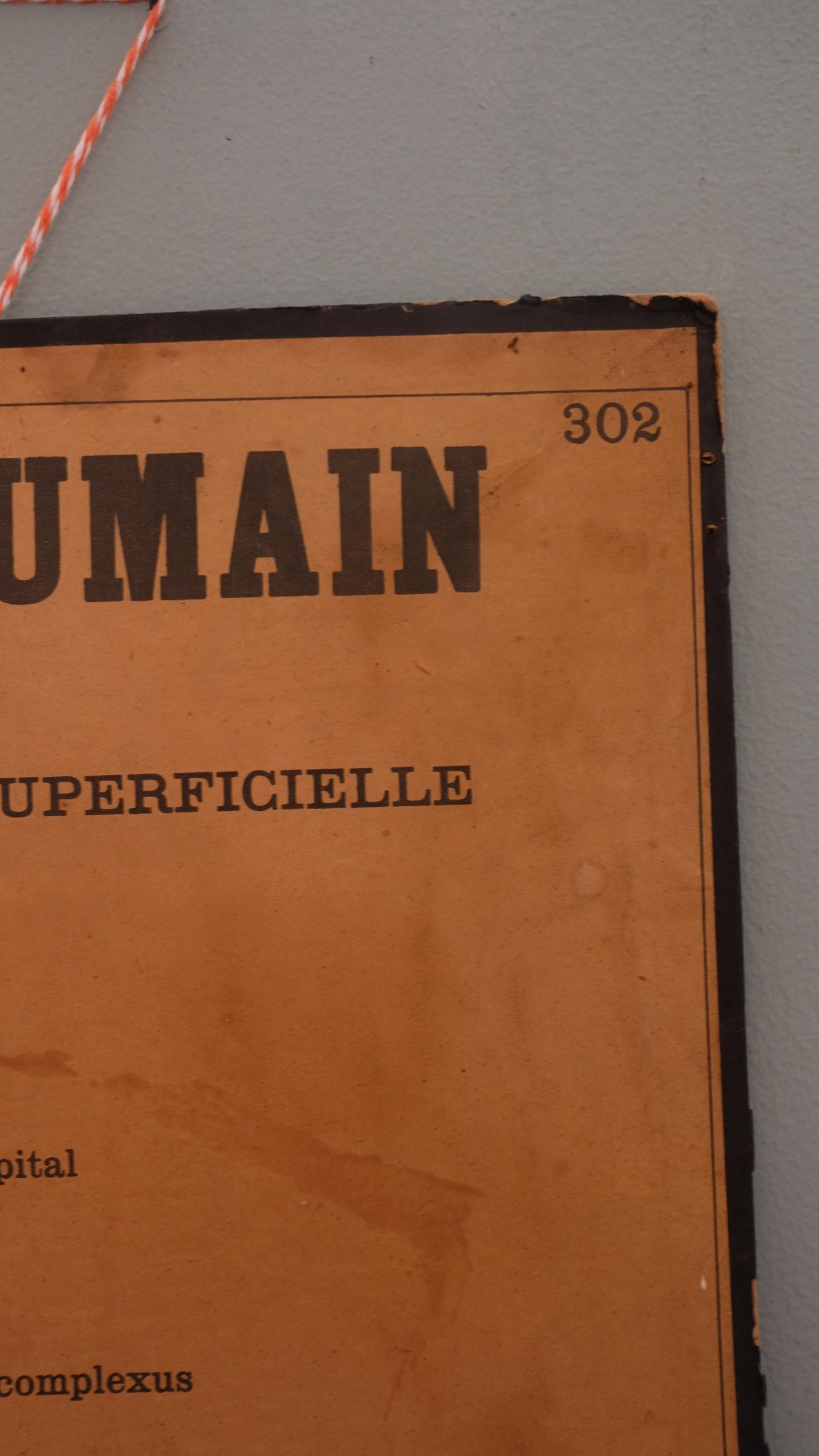 Planche anatomique Deyrolle vintage numéro 302