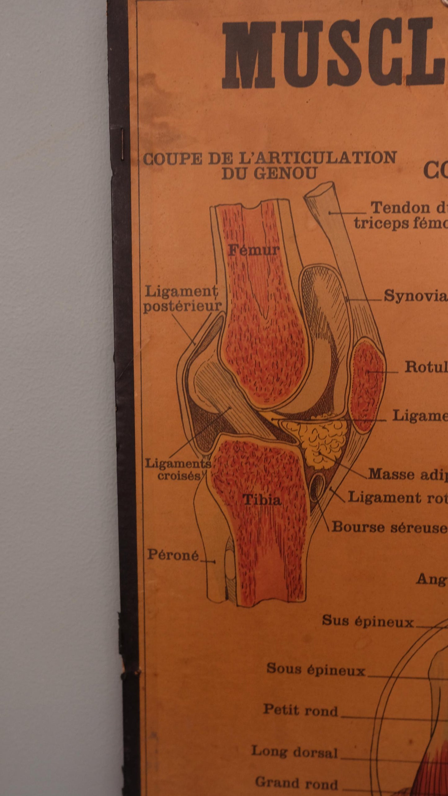 Planche anatomique Deyrolle vintage numéro 302