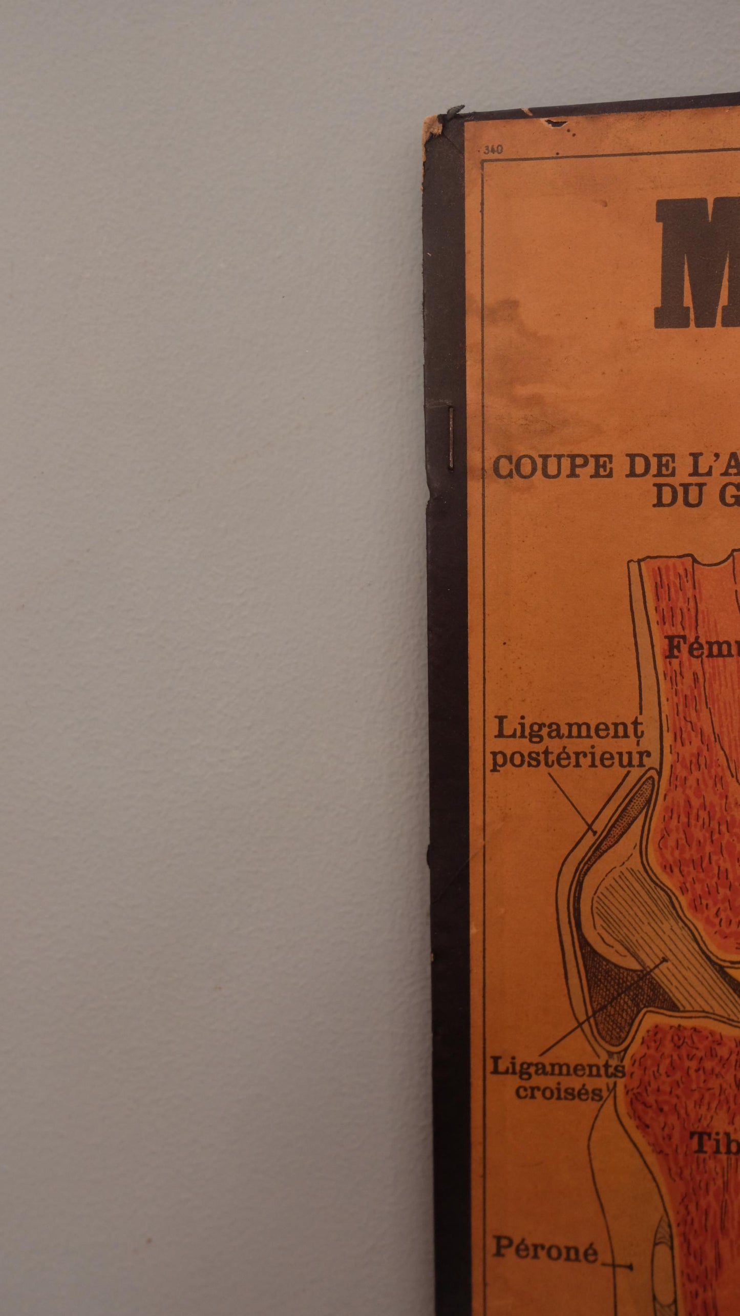 Planche anatomique Deyrolle vintage numéro 302