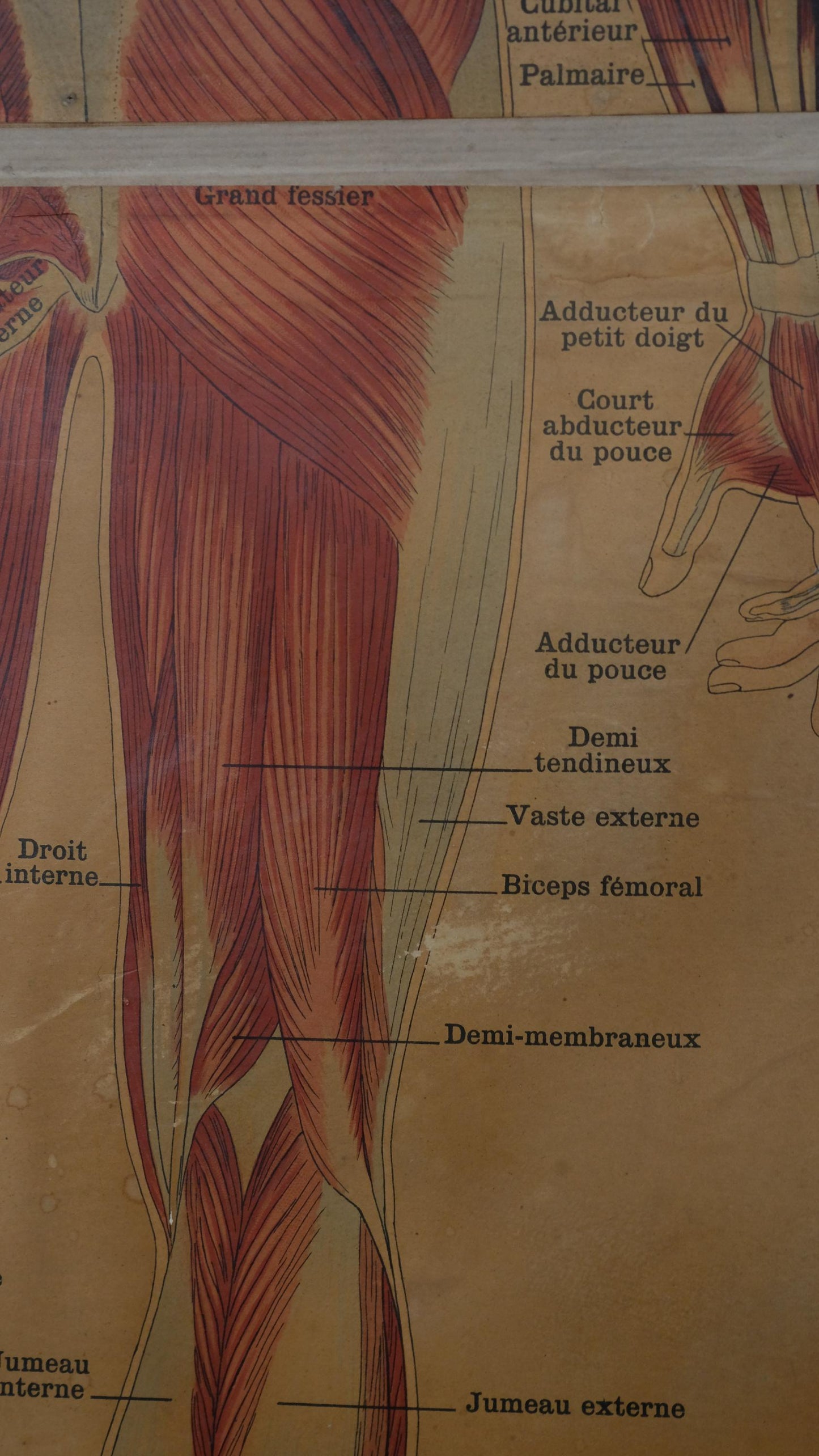 Planche anatomique Deyrolle vintage numéro 302